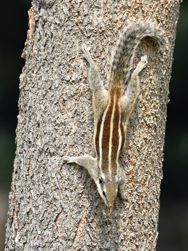 Northern Palm Squirrel (Funambulus pennantii)