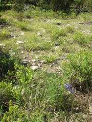 Phyllanthopsis phyllanthoides