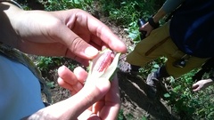 Dictyanthus sepicola