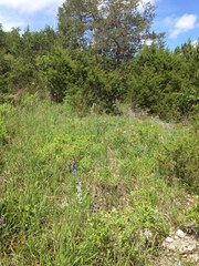 Phyllanthopsis phyllanthoides