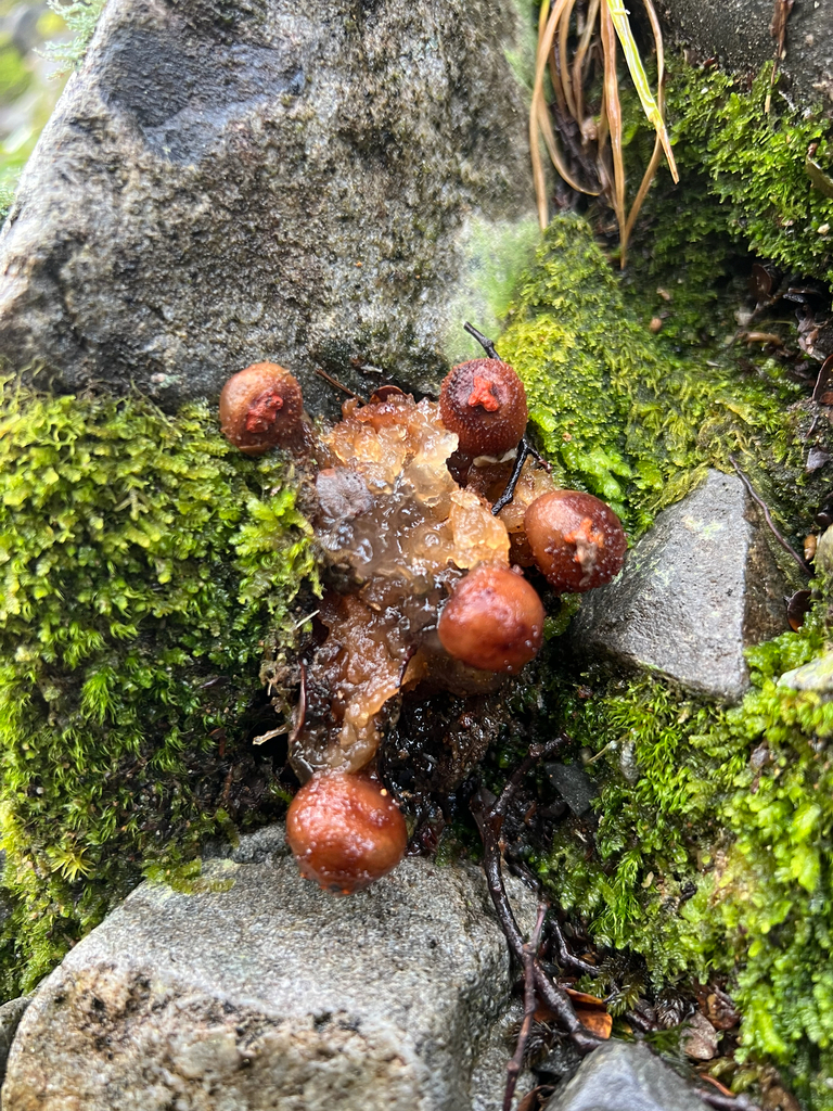 Calostoma rodwayi · July 2025 · photo: © rock_mclaren (iNaturalist, cc-by)