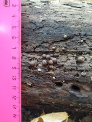 Lycogala epidendrum