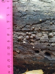 Lycogala epidendrum
