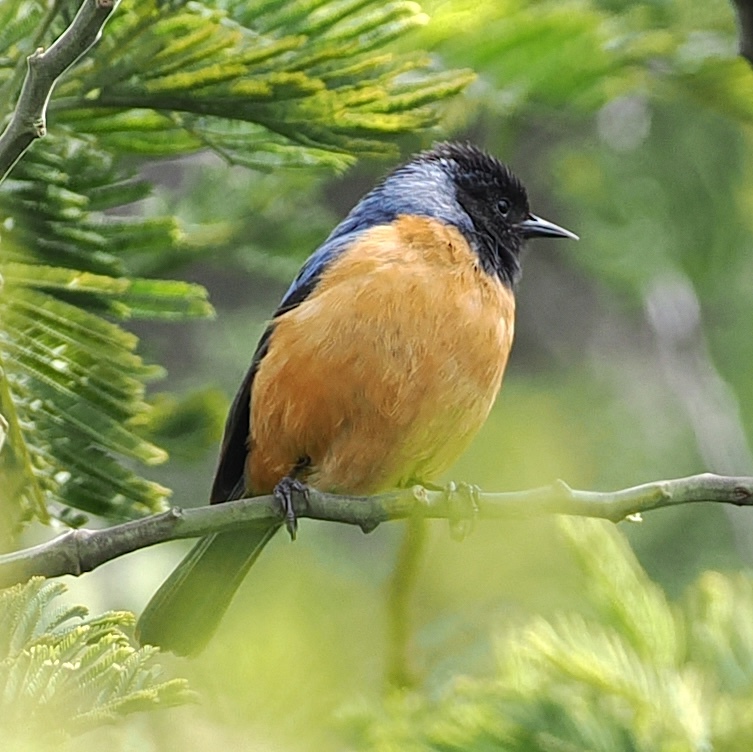 Blue-backed Conebill (Conirostrum sitticolor), photo 3