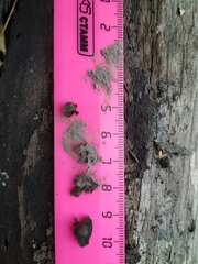 Lycogala epidendrum