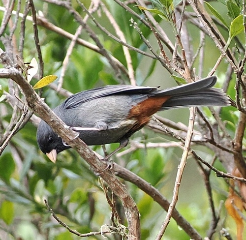 Paramo Seedeater (Catamenia homochroa), photo 8