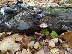 Fomes fomentarius