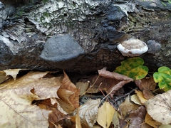 Fomes fomentarius