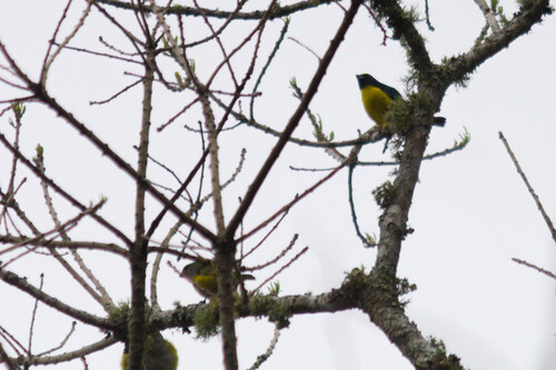 Green-chinned Euphonia (Euphonia chalybea), photo 8
