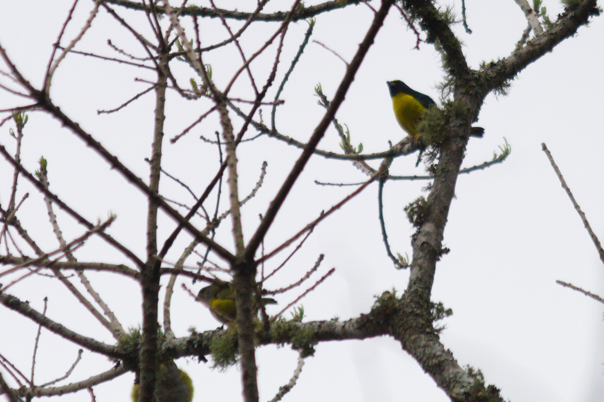 Green-chinned Euphonia (Euphonia chalybea), photo 6