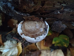 Fomes fomentarius