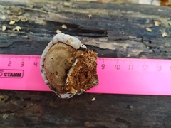 Fomes fomentarius