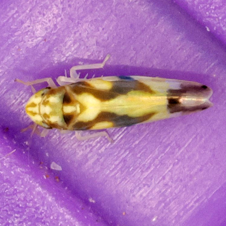 Virginia creeper leafhopper