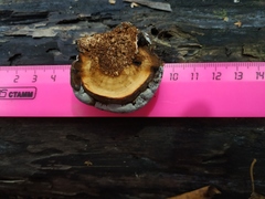 Fomes fomentarius