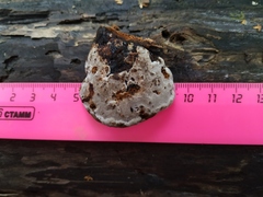 Fomes fomentarius