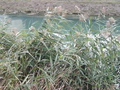 Phragmites australis