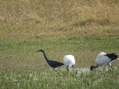 Egretta vinaceigula