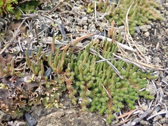 Selaginella densa scopulorum