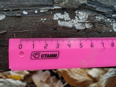Fomitopsidaceae