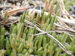 Selaginella densa scopulorum