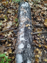 Fungi