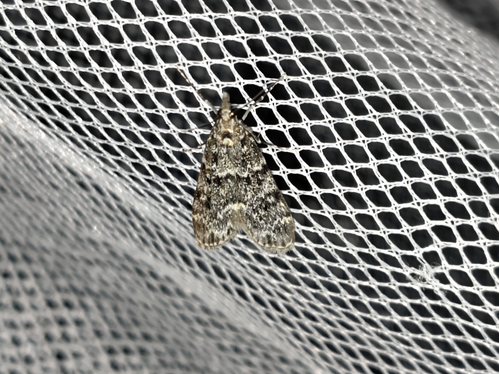 Eudonia phaeoleuca