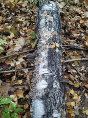 Fungi