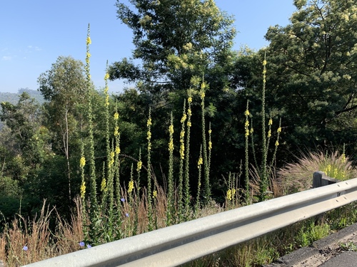 Verbascum virgatum
