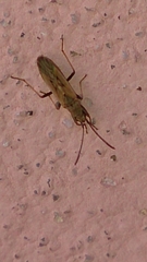 Paromius gracilis