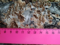 Fungi