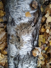 Fungi