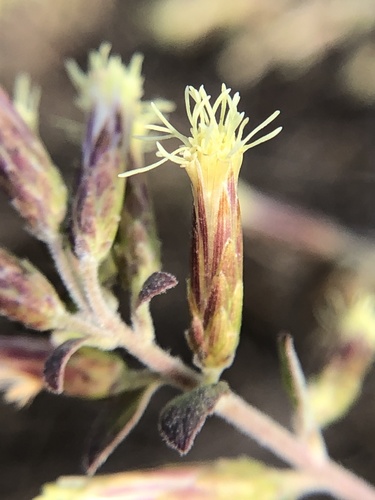 California Brickellbush