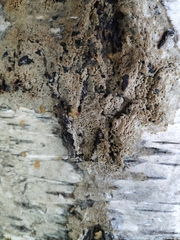 Fungi
