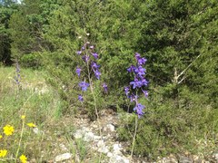 Delphinium treleasei