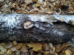Fomitopsis pinicola