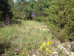 Delphinium treleasei