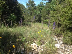 Delphinium treleasei