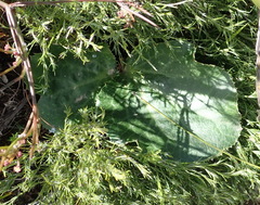 Lichtensteinia latifolia
