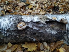 Fomitopsis pinicola
