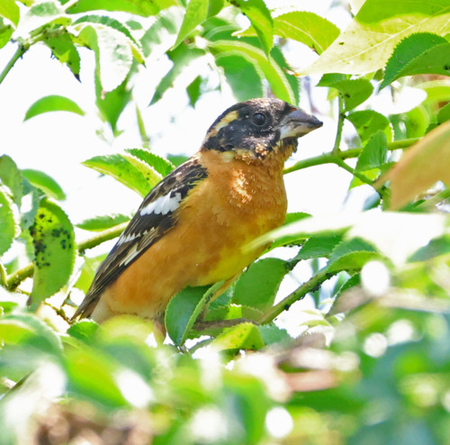 iNaturalist observation photo of Black-headed Grosbeak