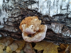Fomitopsis pinicola