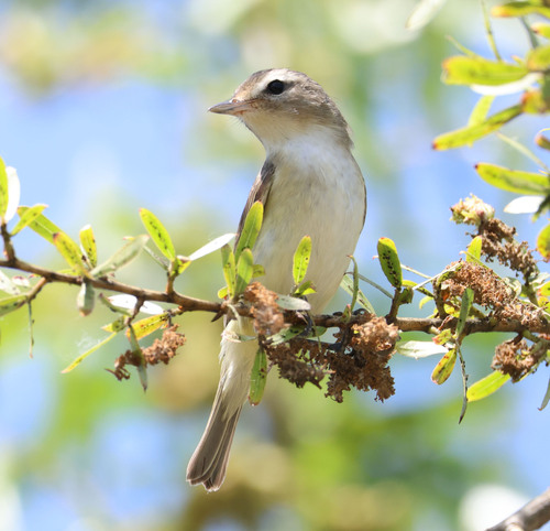 iNaturalist observation photo of Western Warbling Vireo