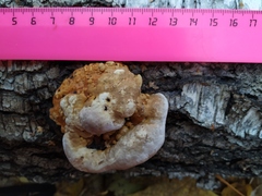 Fomitopsis pinicola