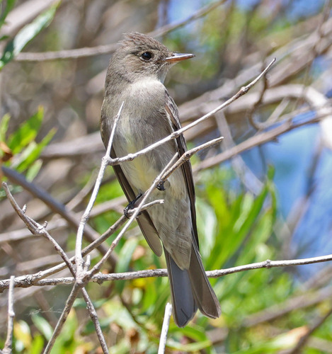 iNaturalist observation photo of Western Wood-Pewee