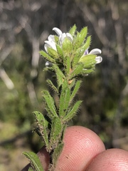 Psoralea saxosa