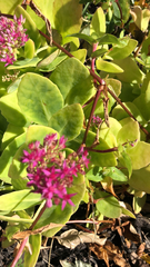 Hylotelephium spectabile