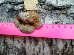 Fomitopsis pinicola