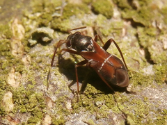 Pilophorus perplexus