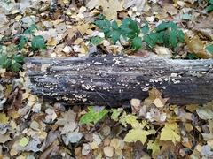 Panellus stipticus