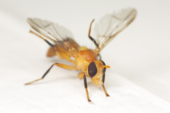 Campylocera chelyonothus